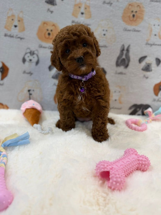 LISA (Mini Golden-Doodle)