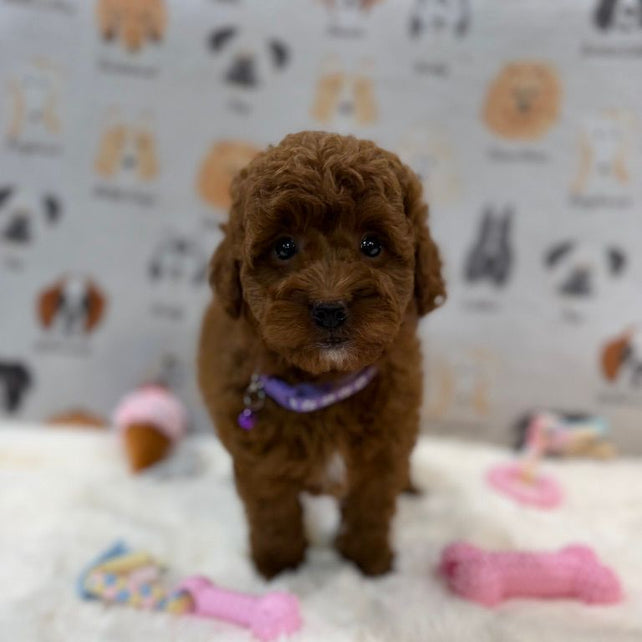 LISA (Mini Golden-Doodle)