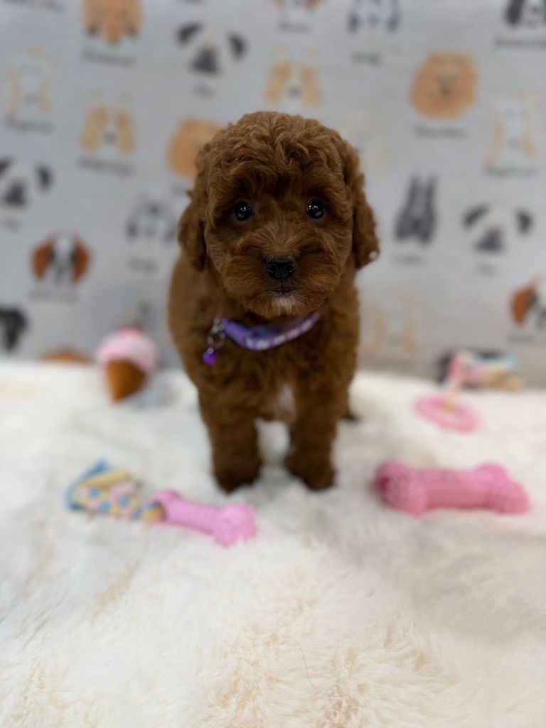 LISA (Mini Golden-Doodle)
