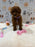 LISA (Mini Golden-Doodle)