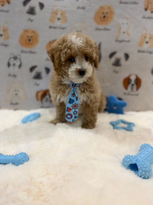 KITH (Maltese-Poodle)