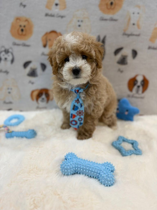 KITH (Maltese-Poodle)