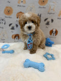 KITH (Maltese-Poodle)