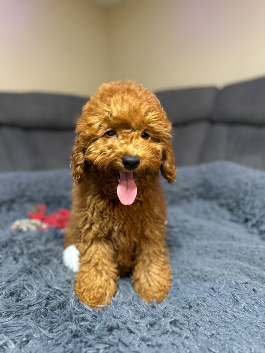 John  (Toy Poodle)
