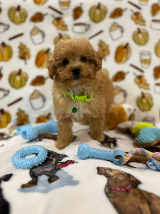 BENJI (Toy Poodle)