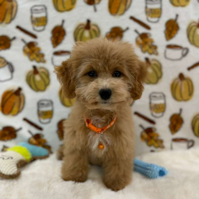 ROKO (Bichon Poodle)