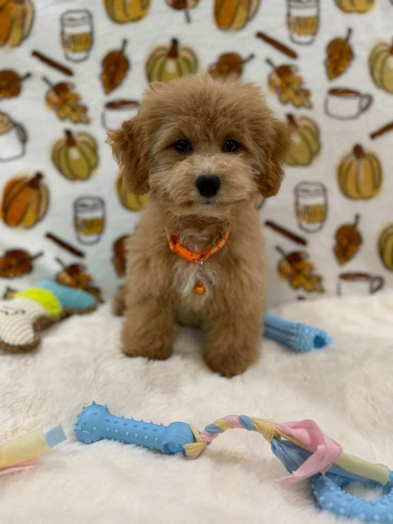 ROKO (Bichon Poodle)