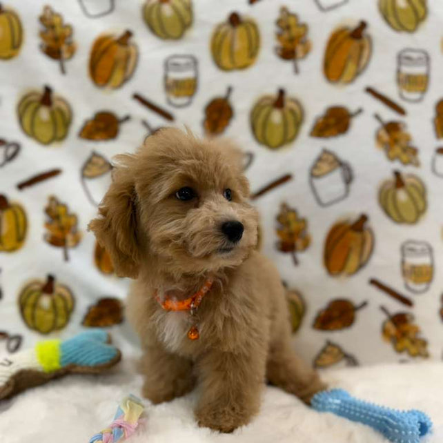 ROKO (Bichon Poodle)