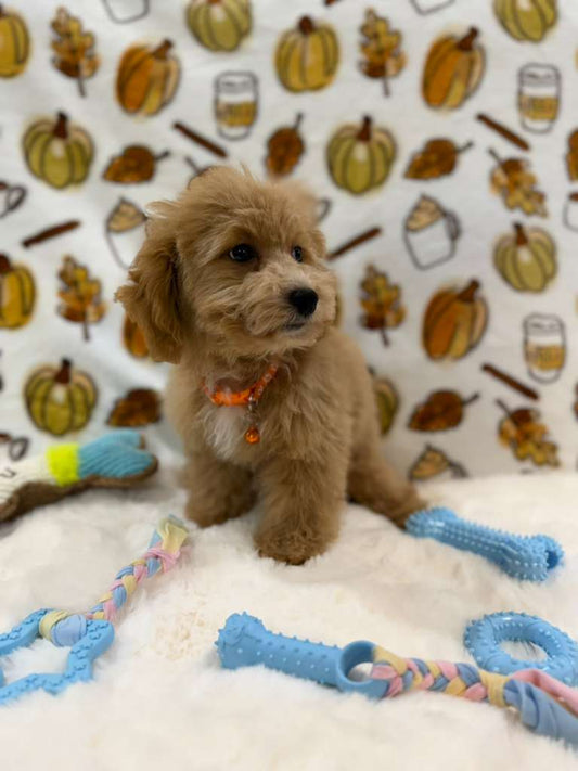 ROKO (Bichon Poodle)