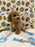 ROKO (Bichon Poodle)