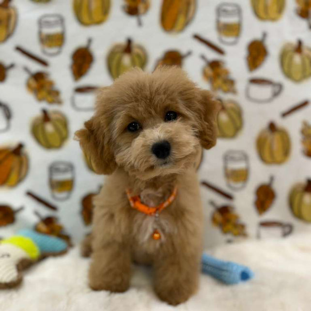 ROKO (Bichon Poodle)