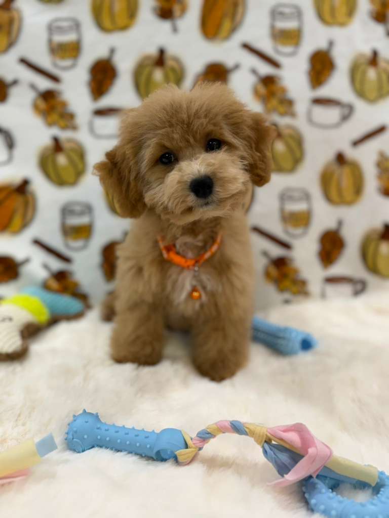 ROKO (Bichon Poodle)