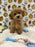 ROKO (Bichon Poodle)
