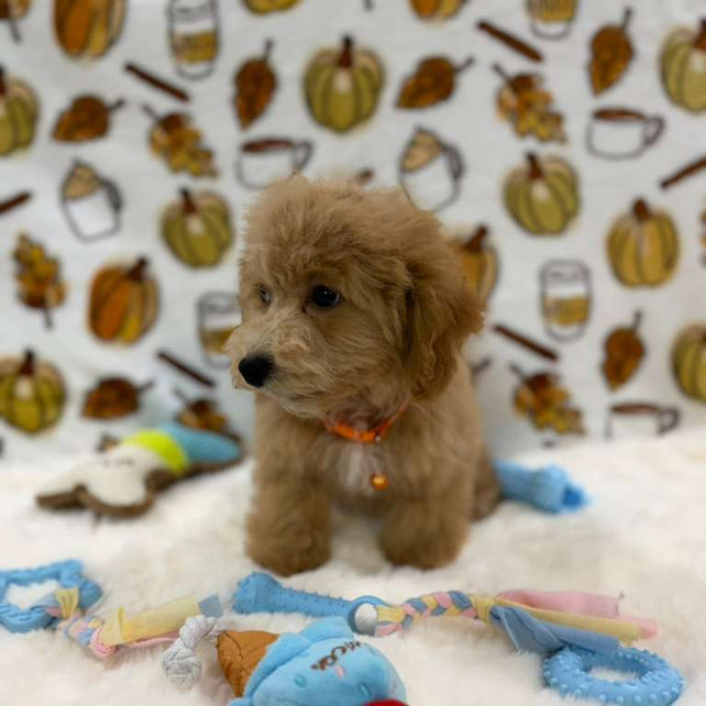 ROKO (Bichon Poodle)