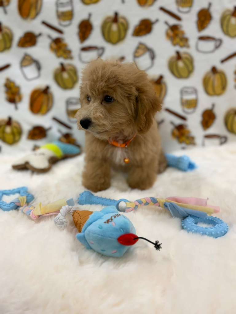 ROKO (Bichon Poodle)