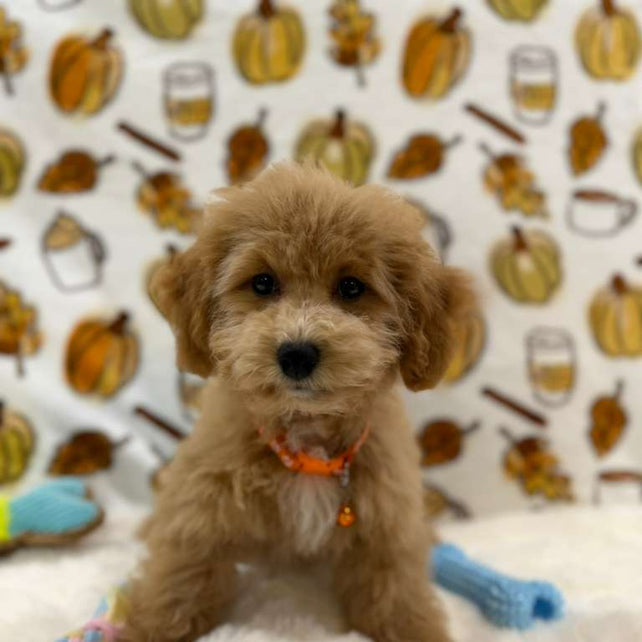 ROKO (Bichon Poodle)