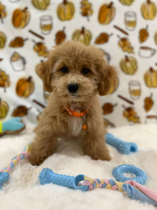 ROKO (Bichon Poodle)