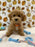 ROKO (Bichon Poodle)