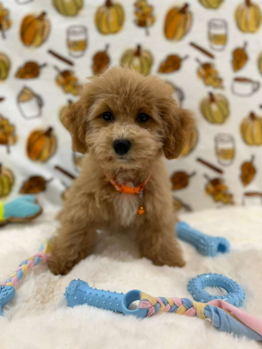 ROKO (Bichon Poodle)
