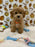 ROKO (Bichon Poodle)